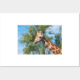 Close up photo of a Rothschild Giraffe head Posters and Art